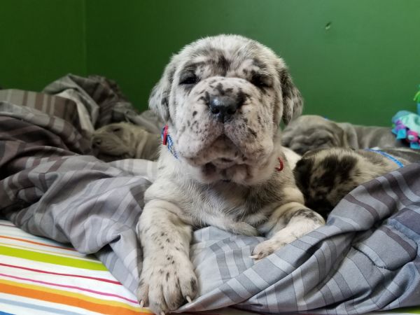 Male Neapolitan Mastiff Hybrids