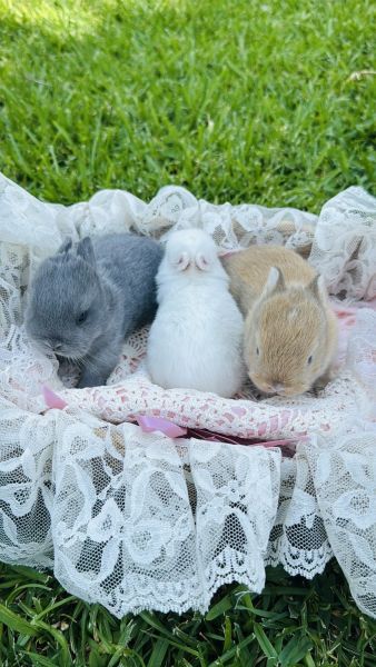 Netherland Dwarf Rabbits
