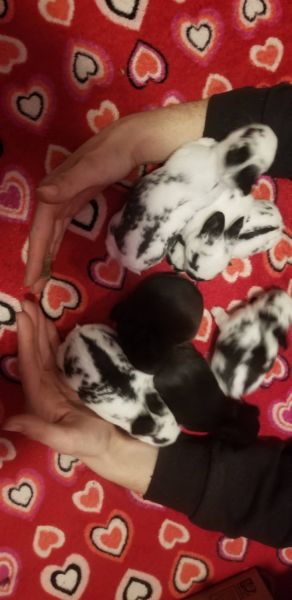 Baby bunny's ready for their new home.