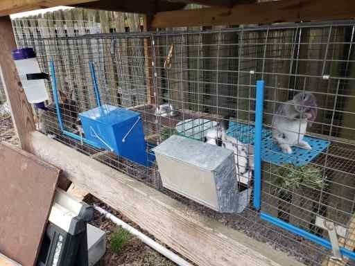 Rex / New Zealand mixed Kits Bunny Rabbit Rabbits