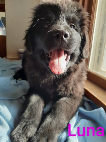 Newfoundland are the greatest