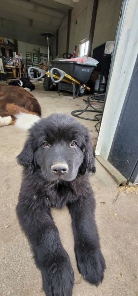 Newfoundland puppies