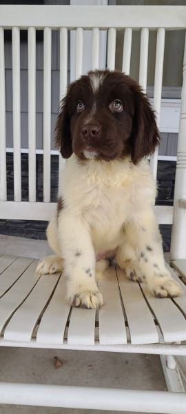 Newfoundland brown white male born 11/7/23