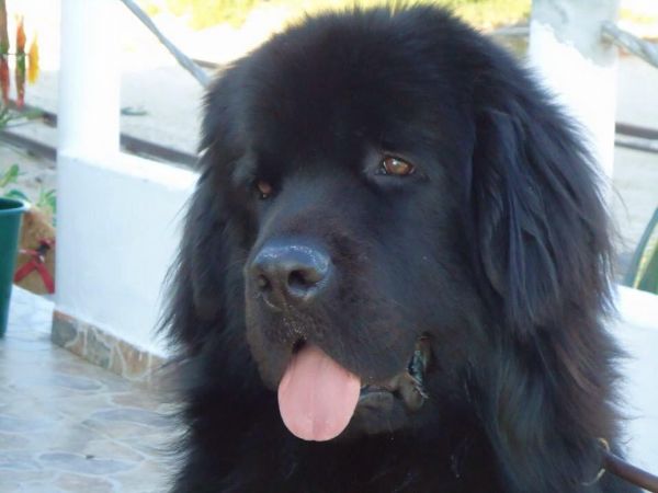 Newfounderland puppy