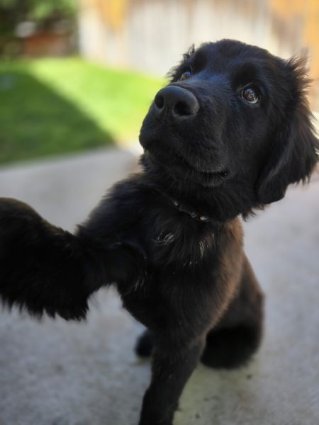 Purebred Newfoundland Puppy