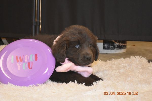 Newfies AVAILABLE 4/25/25 10 weeks old. Fully vaccinated and healthy!