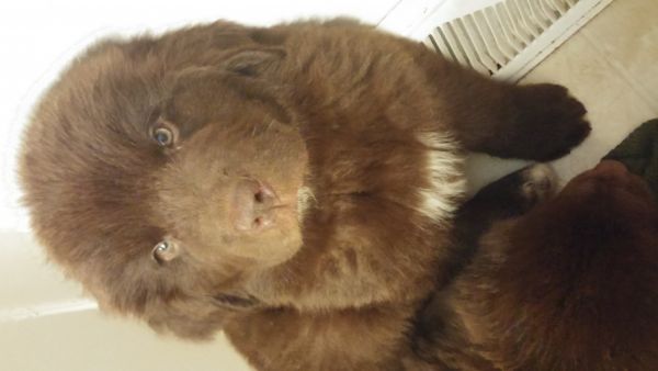 AKC Newfoundland Puppies
