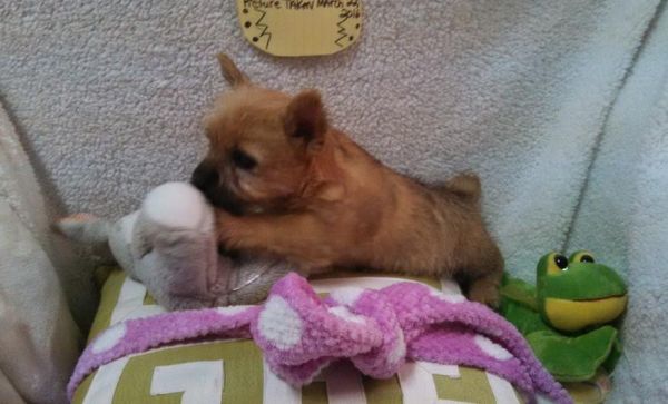 Gorgeous Norwich Terrier for sale