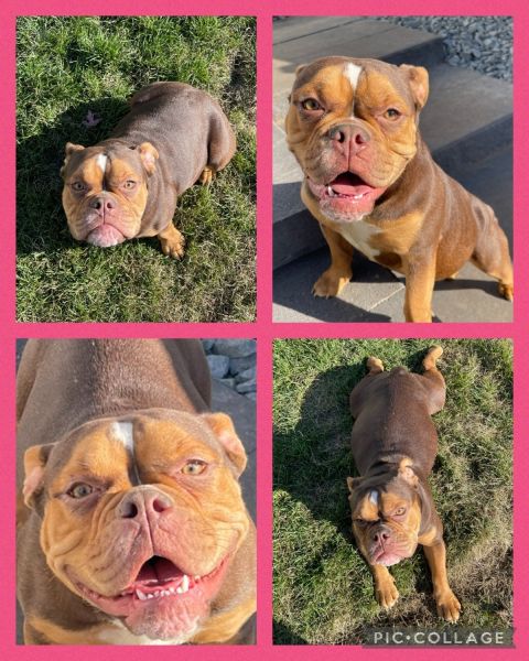Olde English Bulldogge Puppies & adults for sale. PRICE DROP