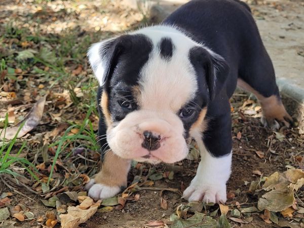 Olde english bulldogge