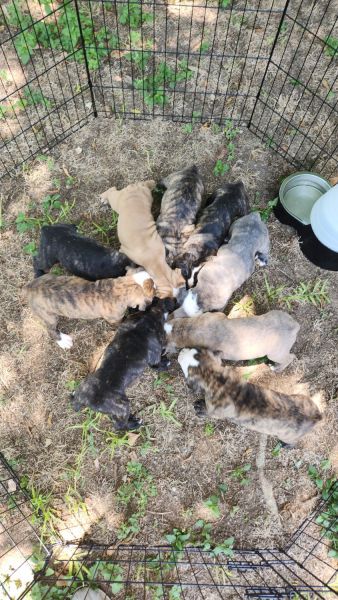 Blue Ribbon Olde English Bulldogges