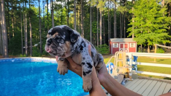 Beachbulldogge Pups