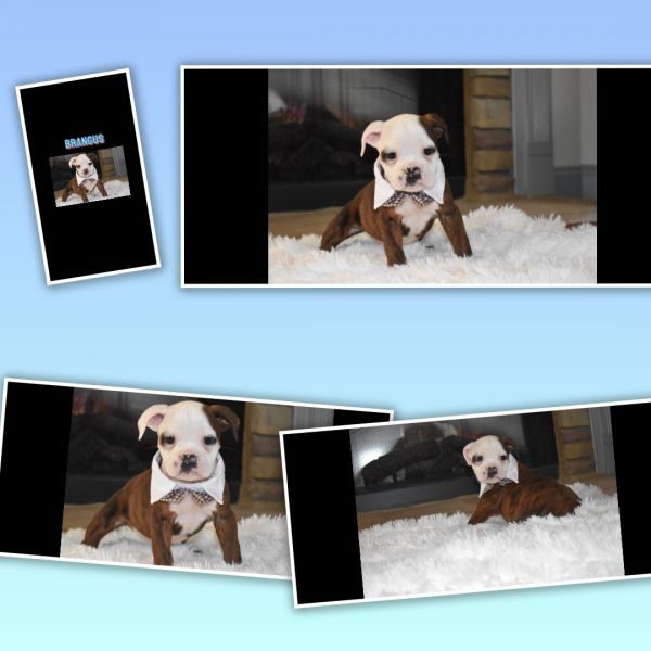 Bulldog puppies