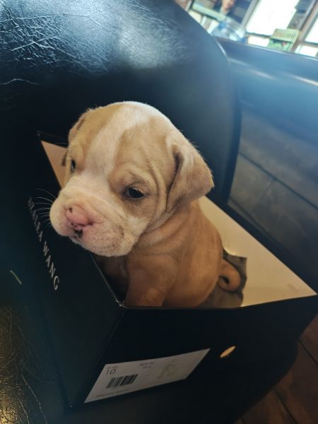 Olde English Bulldog Puppy