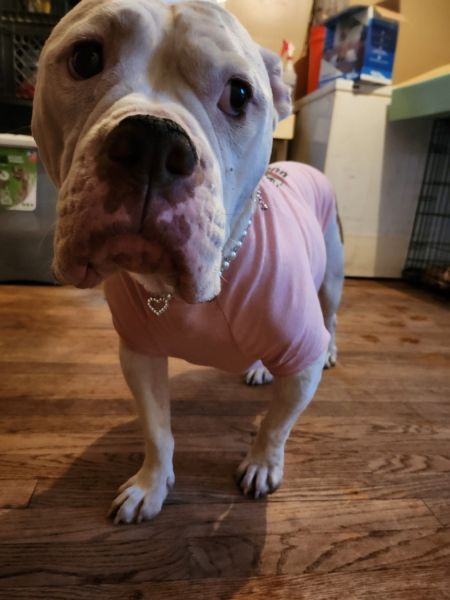 Old Englisg British bulldogs