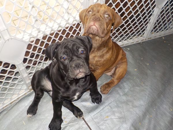 OLDE ENGLISH BULLDOGGE PUPPIES