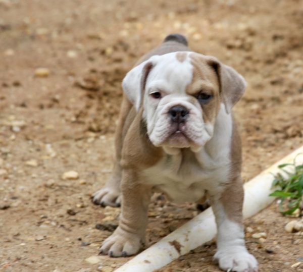 Olde English Bulldogge Pups.