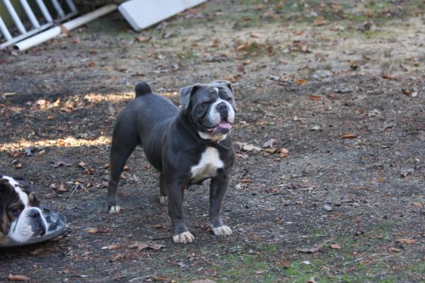 Olde English Bulldogge Adult Female