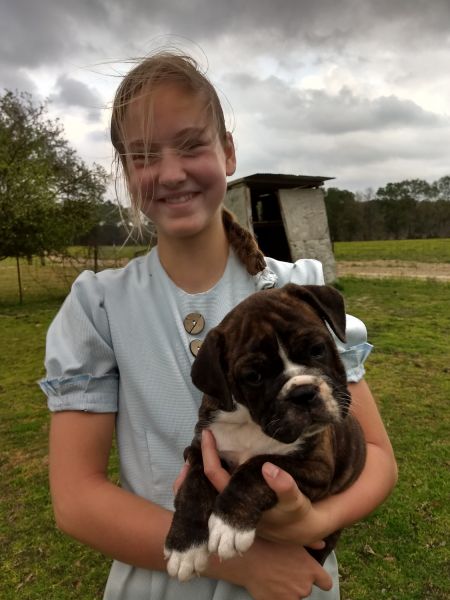 Olde English Bulldogge Puppies