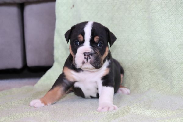 Tri color Bulldogs