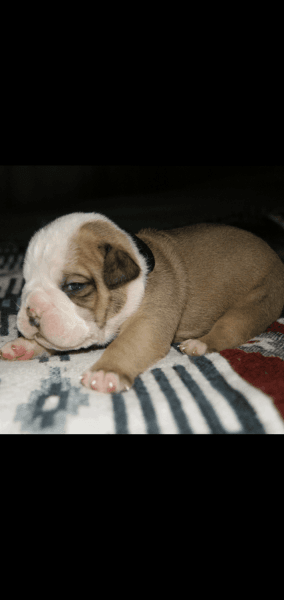 Olde English bulldog