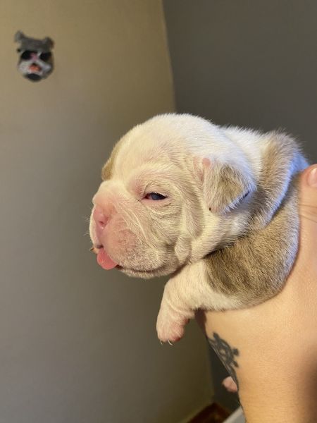 Olde English bulldog