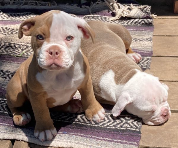Male & Female OEB Puppies