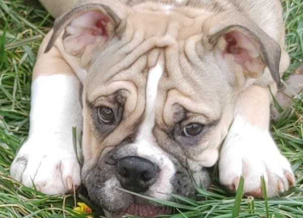 Female Olde English Bulldogge Puppy