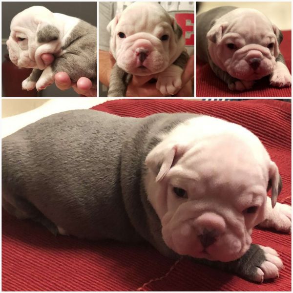 Ioeba Blue Ribbon Registered