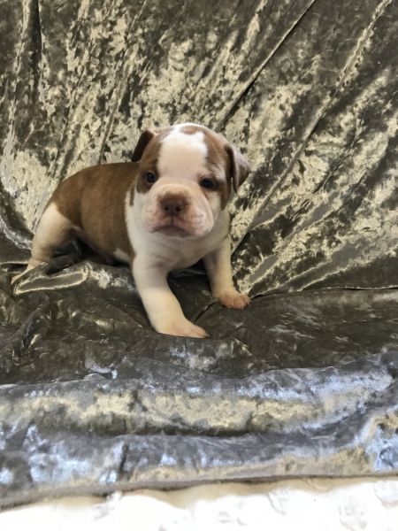 Champion Sired Olde English Bulldog male pup