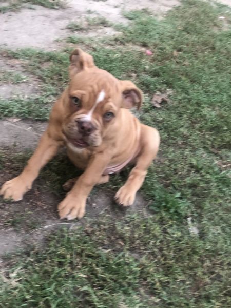 Olde English Puppy for sale