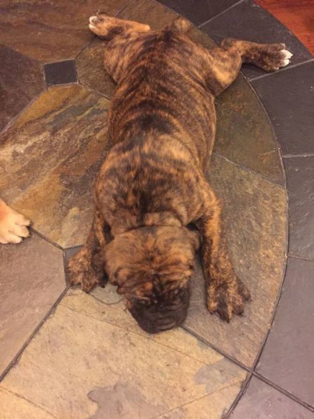 Olde English Bulldogge