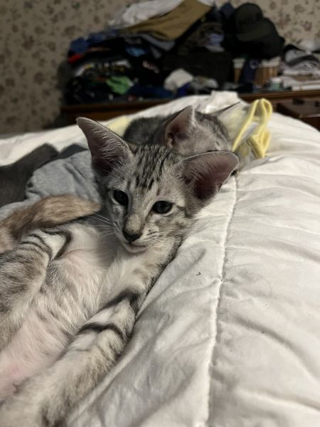 Oriental short hair kittens for sale