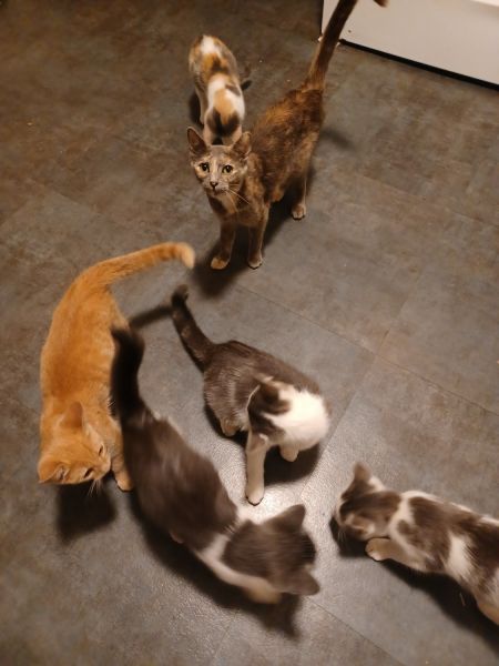 Please help find a forever home for these sweet and cuddly kittens