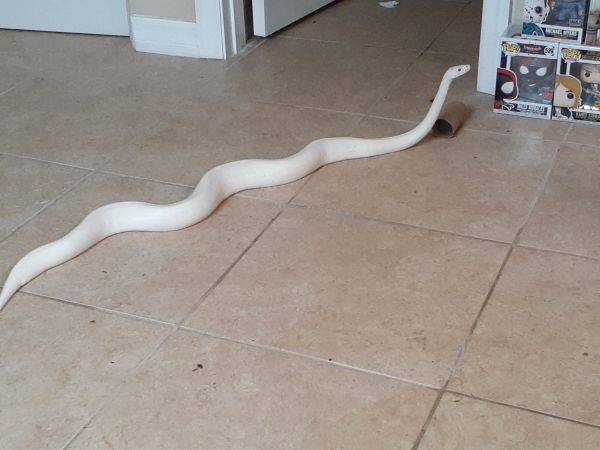 Blue eyed lucy and childrens python