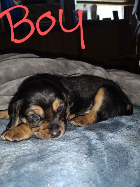 Mini pin Bassett hound