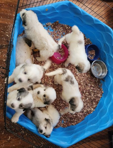Great Pyrenees puppies