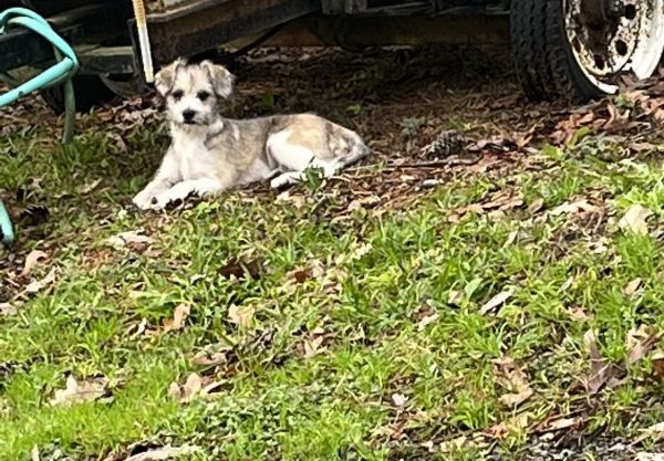 Oliver, free puppy or dog not really sure how old he is was a rescue