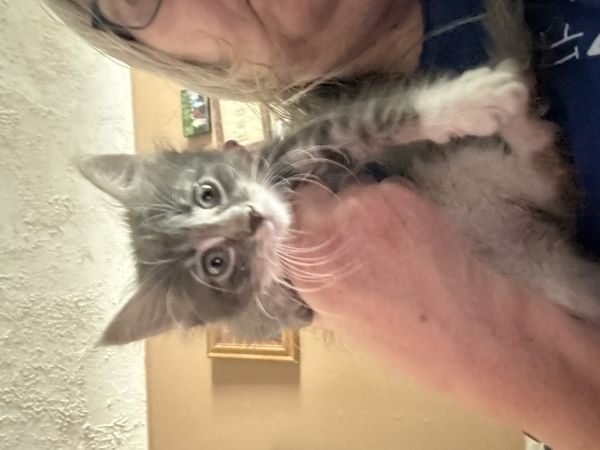 Nine week old kitten