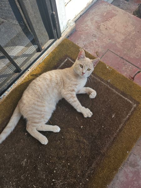 2 loving kittens looking for loving home