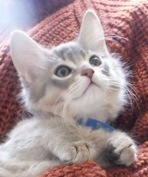 Somali kitten.