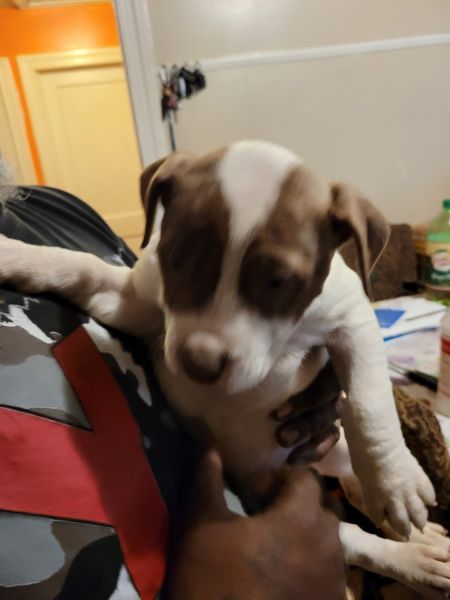 Red Noae Pitbull Girls