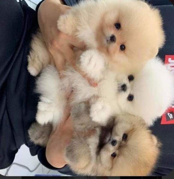 POMERANIAN PUPPIES FOR SALE NEAR ME