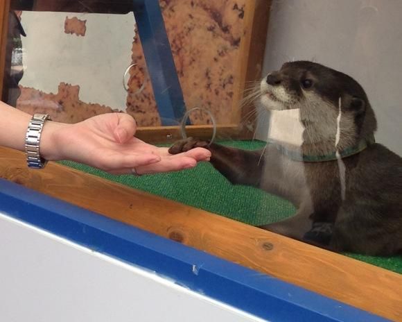 OTTER FOR SALE TEXT ***