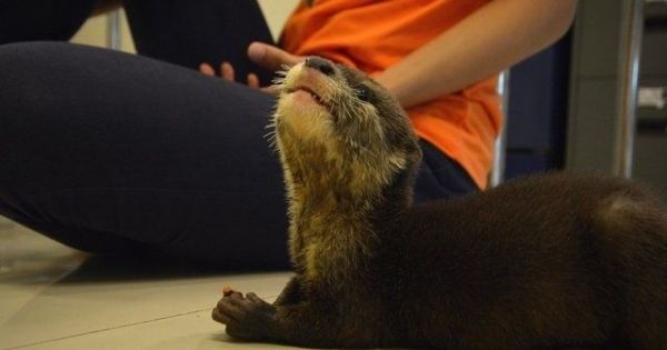 2 female and 1 male otter for sale