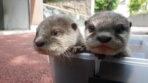 Asian Small Clawed Otters For Sale