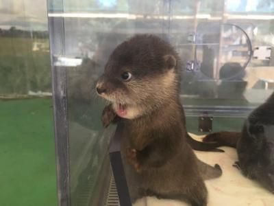 ASIAN SMALL CLAWED OTTERS FOR SALE text (***) ***-***5