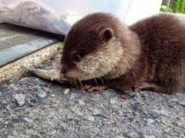 Otter for sale