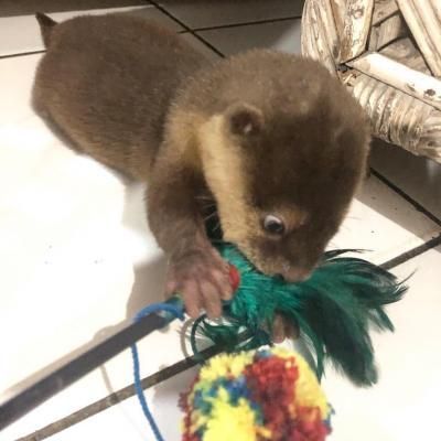 ADORABLE MALE AND FEMALE OTTERS text ***