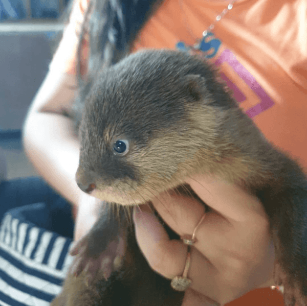 Otter for sale